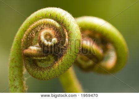 Ferns (Pteridophyte)