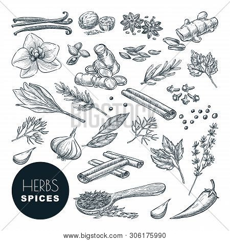 Spices And Herbs Set. Vector Hand Drawn Sketch Illustration, Isolated On White Background. Cinnamon,