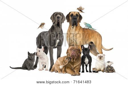 Group of pets - Dog, cat, bird, reptile, rabbit, isolated on white