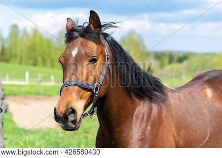 Portrait Of A Horse, Brown,chestnut Horse.thoroughbred Youngster Posing On The Green Meadow Summerti