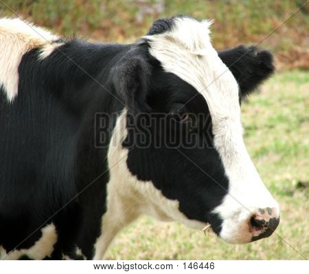 Animal - Cow Side On