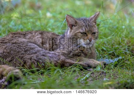 European Wildcat