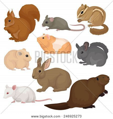 Set Of Various Rodents. Small Forest And Domestic Animals. Mammal Creatures. Fauna And Wildlife Them