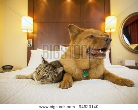 Cat And Dog Together In Hotel Bedroom