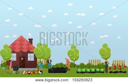 Gardeners working in the garden, digging the garden using shovel and planting cabbage, tomatoes and flowers. Oranges and pears on trees. Horticulture, agriculture. Flat design vector banner