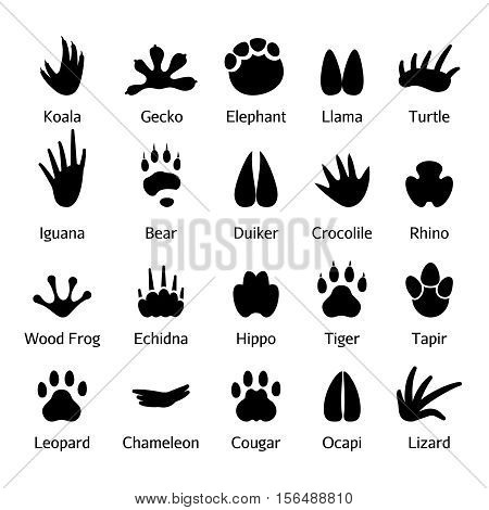 Animal and reptile footprints vector. Set foot prints wild animals, illustration of black silhouette