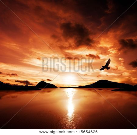 A sea bird flies off into the amazing sunset