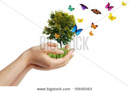 Hands holding a tree with butterflies - eco concept