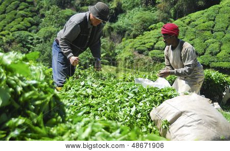 tea plantation