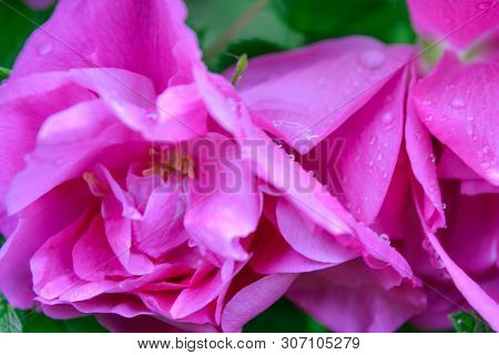 Closeup Of Pink Dogrose Or Briar Flower With Soft Focus. Macro View Of Flowering Rose Hips Of Briar 