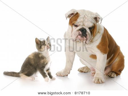 Cat And Dog