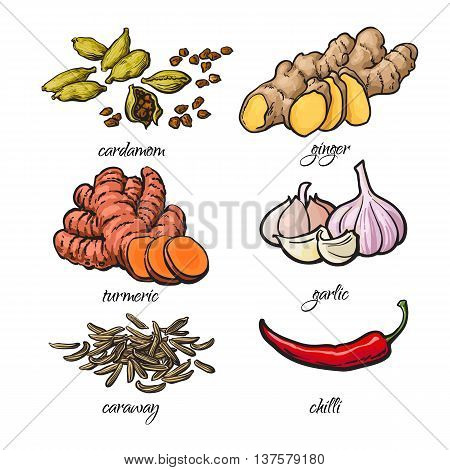 Set of spices - garlic, ginger, turmeric, cardamom, chili, caraway, isolated sketch style vector illustration on white background. Traditional cooking spices in Asian and Indian cuisine