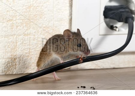 Closeup Mouse Gnaws Wire  In An Apartment House On The Background Of The Wall And Electrical Outlet 