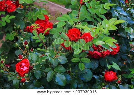 Beautiful red garden roses. Red garden roses on the bushes. Wild roses with thorns. Caring for garden roses shrubs. Landscape design