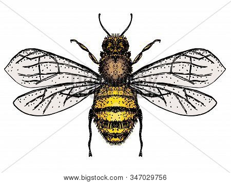 Vector Engraving Illustration Of Honey Bee Isolate On White Background. Bee Logo, Hand Drawn Sketch 