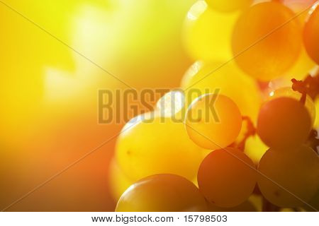 Close-up of a bunch of grapes on grapevine in vineyard. Shallow DOF.