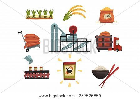 Infographic Template Of Rice Production From Cultivation To Finished Product Cultivation, Drying, Ha