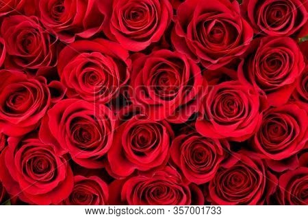 Close Up Of Rose Flower. Pink Rose, Red Rose, Rose Background, Rose In Nature, Rose Images, Portrait