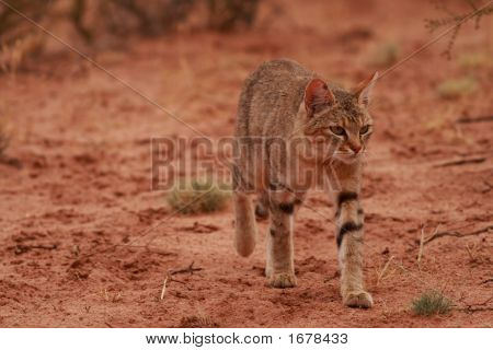 Африканский дикий кот (Felis Lybica)