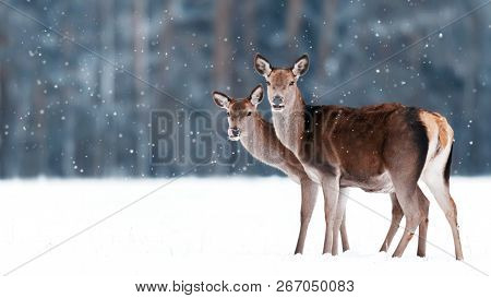 Group Of Beautiful Female Graceful Deer On The Background Of A Snowy Winter Forest. Noble Deer (cerv