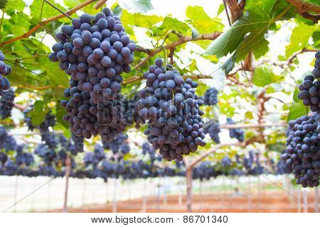 Grapes in vineyard