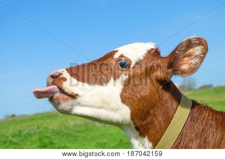 Cow calf standing in a field with green grass. Cow calf head and tongue. Cow calf standing in a field with green grass. Cow calf head and tongue. Cow calf on blue sky and field background. Cow calf in farm concept. Veal look.