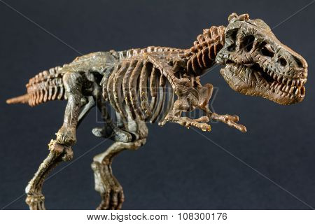 Dinosaur Tyrannosaurus T Rex Skeleton On Black Background