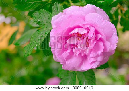 Closeup Of Pink Dogrose Or Briar Flower With Soft Focus. Macro View Of Flowering Rose Hips Of Briar 