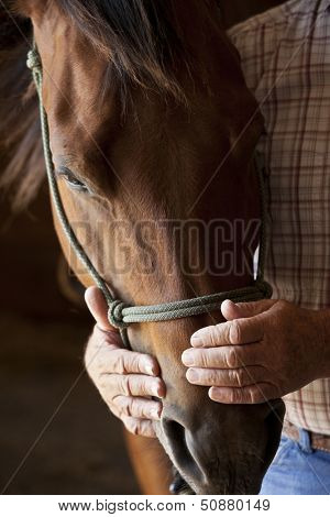 kind farmers hands holding horses head