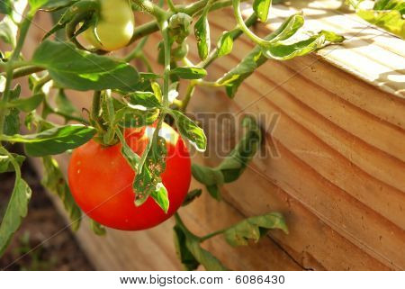 Growing Tomato