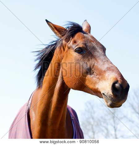 Elegant Chestnut Or Bay Horse Head