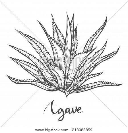 Hand drawn Cactus blue agave. plant illustration on white background. Ingredient for traditional medicine, treatment, body care, cooking or gardening. Succulent. Engraving style.