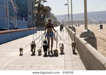 Walking The Dogs