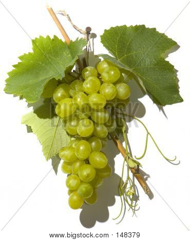 Grape_15