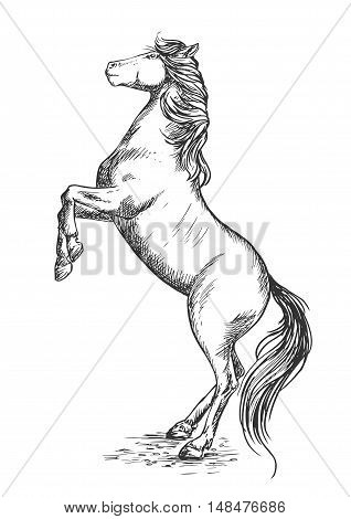 White horse rearing on hind hoofs sketch vector portrait. Trained mustang stallion perfoms on its rears