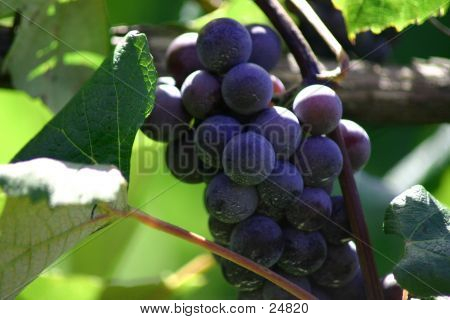 Purple Grapes On The Vine