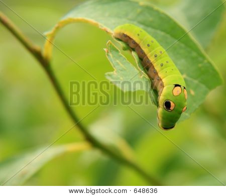 Spicebrush Swallowtail Caterpillar