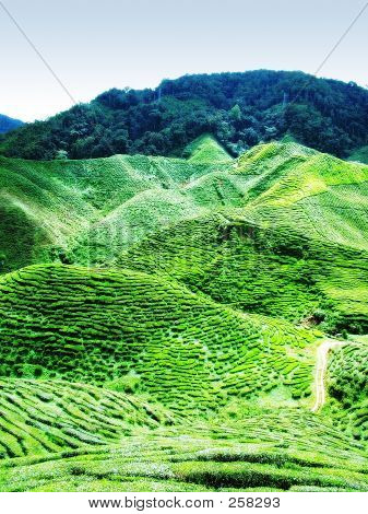 Tea Plantation