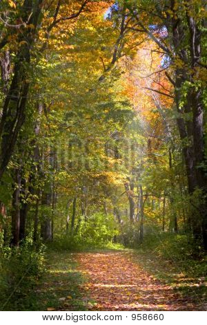 Fall Leaves Trail