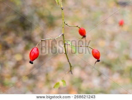 Hips Bush With Ripe Berries. Berries Of A Dogrose On A Bush. Fruits Of Wild Roses. Thorny Dogrose. R