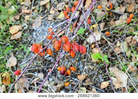 Hips Bush With Ripe Berries. Berries Of A Dogrose On A Bush. Fruits Of Wild Roses. Thorny Dogrose. R