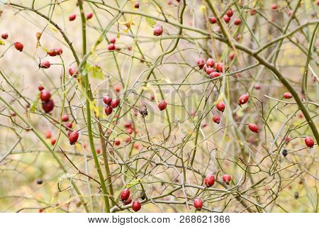 Hips Bush With Ripe Berries. Berries Of A Dogrose On A Bush. Fruits Of Wild Roses. Thorny Dogrose. R