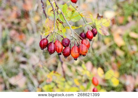 Hips Bush With Ripe Berries. Berries Of A Dogrose On A Bush. Fruits Of Wild Roses. Thorny Dogrose. R