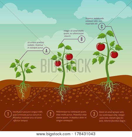 Tomatoes growth and planting stages flat vector diagram. Vegetable growing garden, illustration agriculture cultivation vegetable