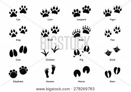 Animals Footprints, Paw Prints. Set Of Different Animals And Birds Footprints And Traces. Cat, Lion,