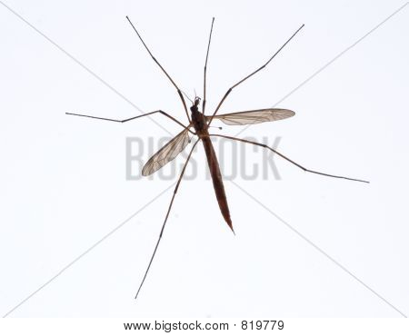 fullcranefly