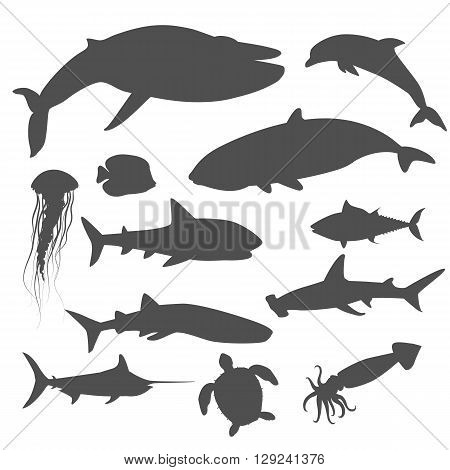 Marine fauna set of aquatic animals. Aquatic fauna, ocean or sea fish wildlife fauna, underwater aquarium exotic life fauna, dolphin water wild vector illustration isolated on white