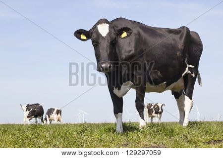 black and white cow stares in green grassy dutch spring meadow under blue sky in holland with other cows in the background