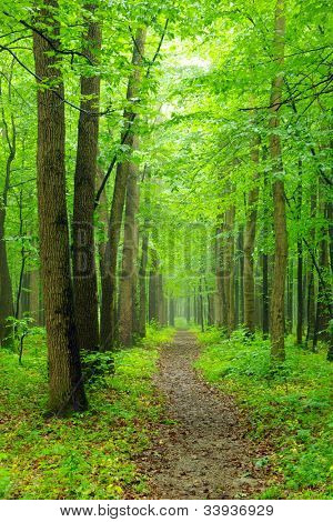 a path is in the green forest