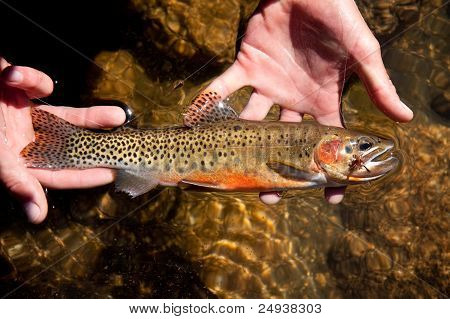 Cutthroat Trout, Oncorhynchus clarki lewisi